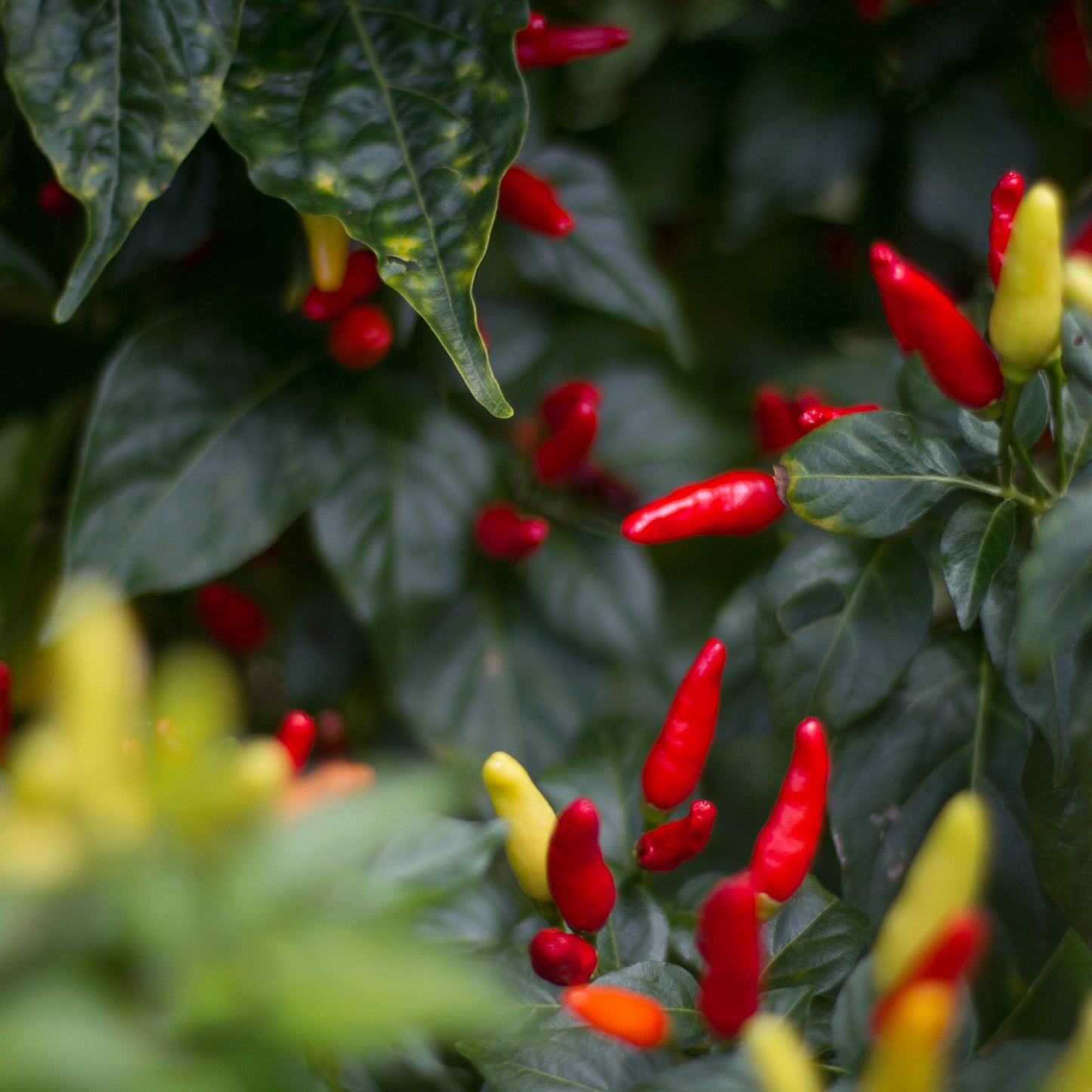 Hawaiian Chili Pepper Tincture - Hawaiian Flair